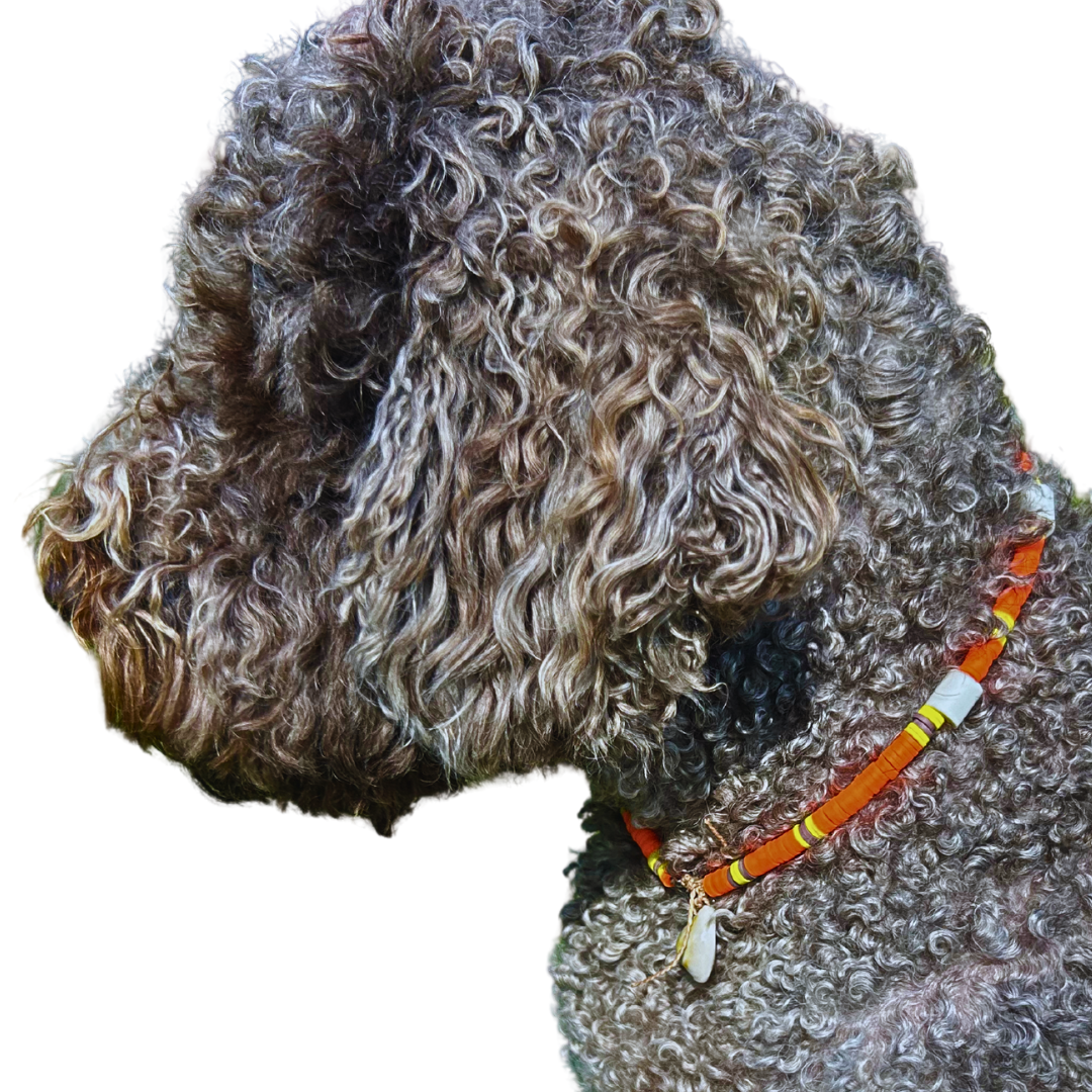 Coole Anti-Zecken-Hunde-Halsband