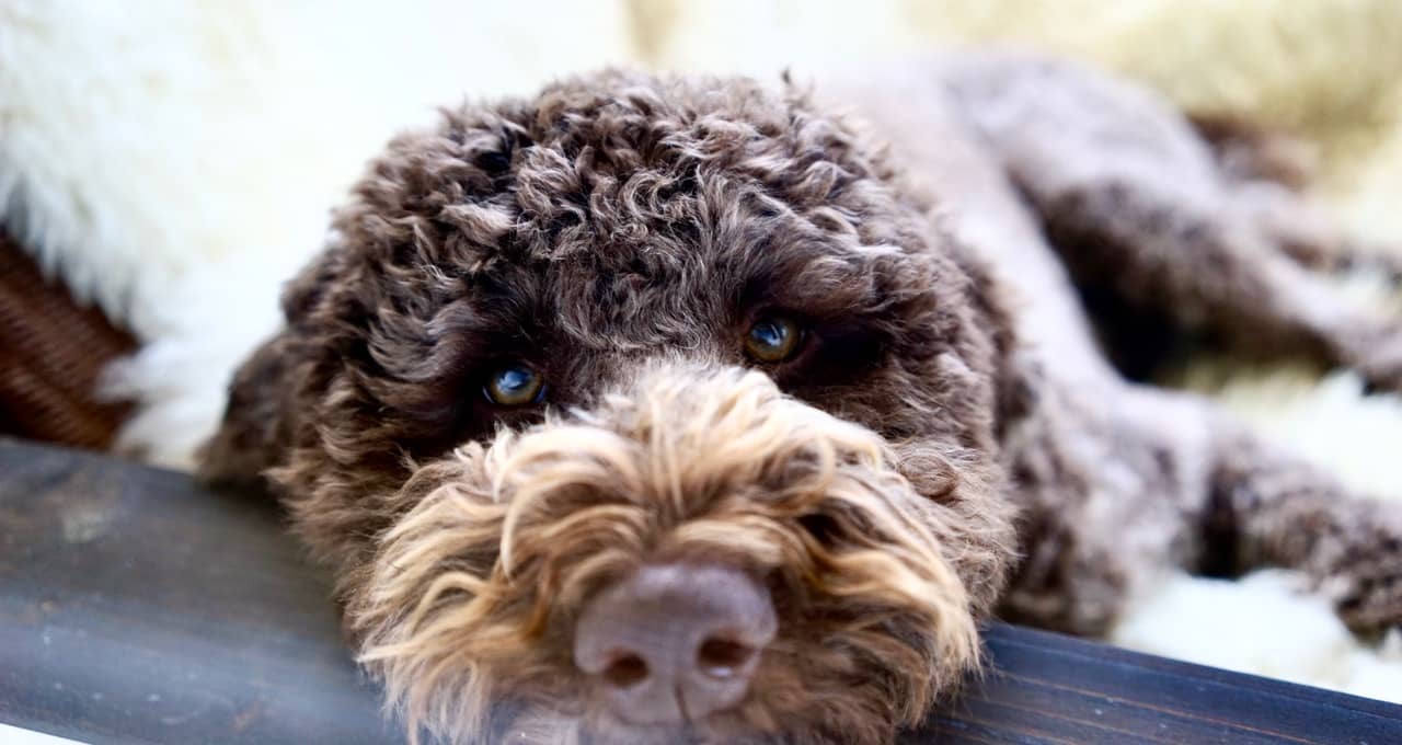 The Dog's Collection consists of the BB Tick Away Dog Collasr. Image of a lying cute dog that looks straight into the camera. 