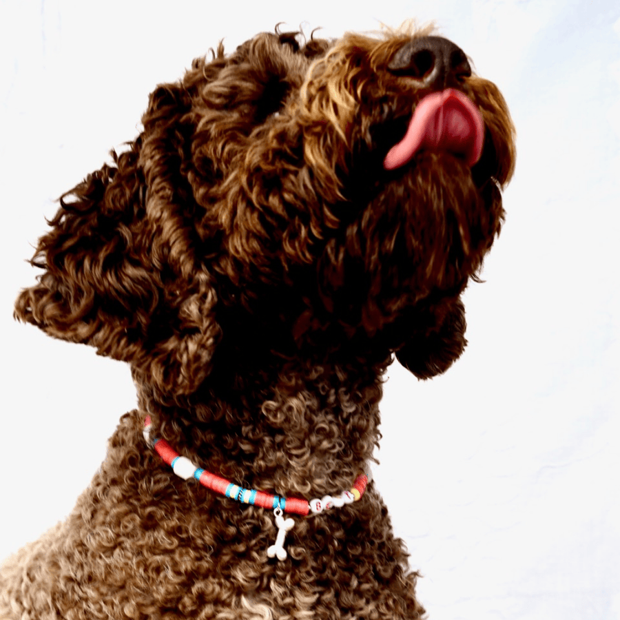 A cute dog is wearing the BB Tick Away Dog Collar, model orange colour.